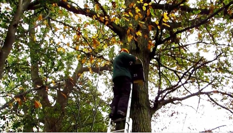 Bat boxes along the River Mole